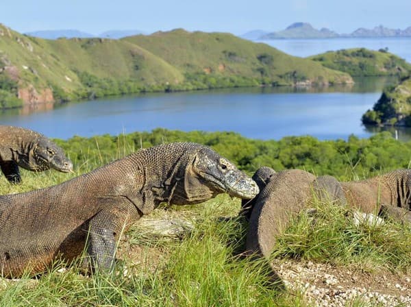 Pulau Komodo